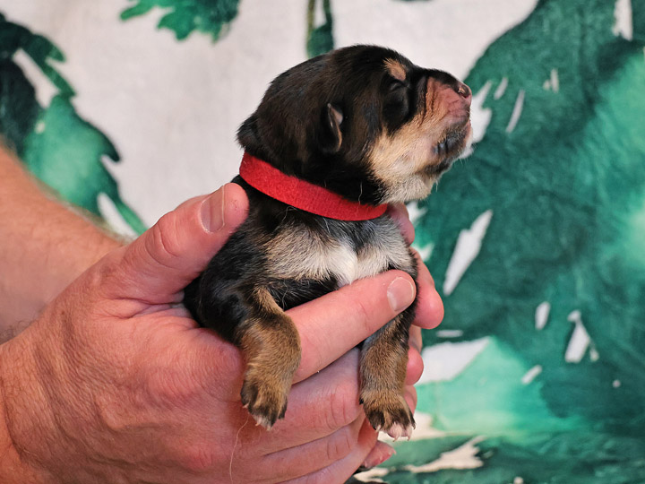 chinook puppy